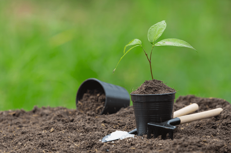 Tree Planting